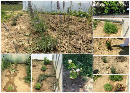Cultivo, recolecta, limpieza, secado y envasado de plantas aromáticas y culinarias Landare usaintsuen eta sukaldeko landareen lantzea