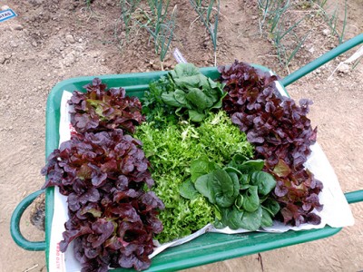 Berotegia eta ortua lehen fruituak ematen hasi dira Berotegia eta ortua lehen fruituak ematen hasi dira