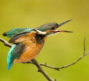 Jesus Maria Etxeberria Irungo EPSZko erabiltzaileak irabazi du Euskara Batzordeak antolatutako I. Argazki Lehiaketa