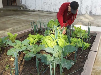 Huerto de la Residencia de mayores Barandiaran de Durango
