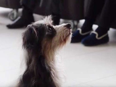 Demostración de terapia con animales en el Centro de Día de Personas Mayores Dependientes de Soraluze