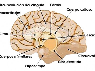 El síndrome de Korsakoff, ¿qué puede aportar la intervención neuropsicólogica? El síndrome de Korsakoff, ¿qué puede aportar la intervención neuropsicólogica?