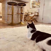 Visitamos "El salón de mi casa", el primer "cat café" de Euskadi Visitamos "El salón de mi casa", el primer "cat café" de Euskadi