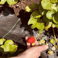 Txurdinagabarriko ortuak fruitu berriak eman ditu Txurdinagabarriko ortuak fruitu berriak eman ditu