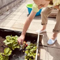 Txurdinagabarriko ortuak fruitu berriak eman ditu Txurdinagabarriko ortuak fruitu berriak eman ditu