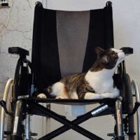 "El salón de mi casa” “cat cafe”ra itzuli gara