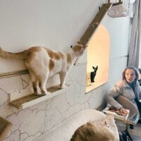 "El salón de mi casa” “cat cafe”ra itzuli gara