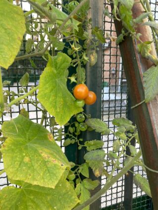 Baratzezaintza terapeutikoaren onurak adimen desgaitasuna duten pertsonengan