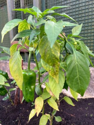 Baratzezaintza terapeutikoaren onurak adimen desgaitasuna duten pertsonengan