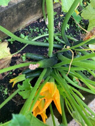 Baratzezaintza terapeutikoaren onurak adimen desgaitasuna duten pertsonengan