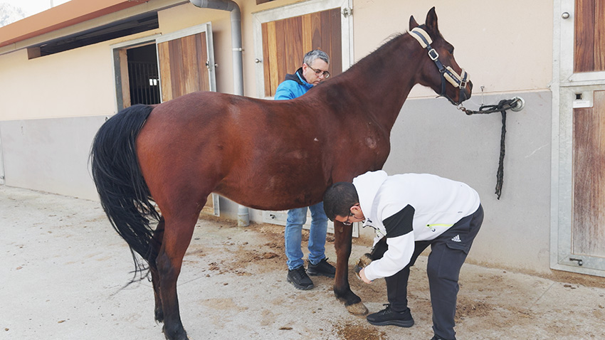 Equinoterapia en enfermedad mental y discapacidad intelectual: beneficios de la terapia asistida con caballos Dos jóvenes limpiando y preparando un caballo en una sesión de equinoterapia